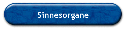 Sinnesorgane